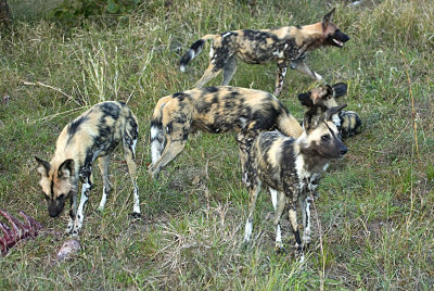 African Wild Dogs