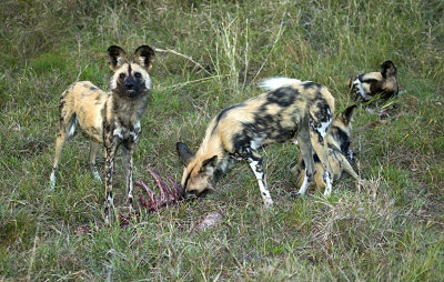 African Wild Dogs