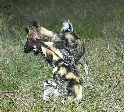 African Wild Dogs Playing