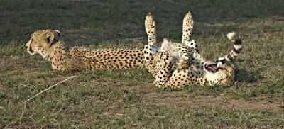 Cheetah Playing