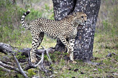 Cheetah Marking