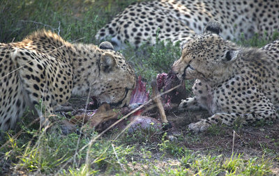 Cheetah Feeding