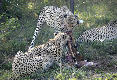 Cheetah Feeding
