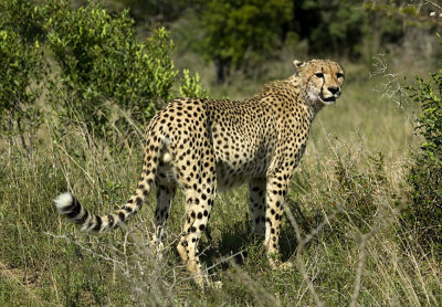 Male Cheetah