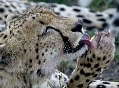 Cheetah
