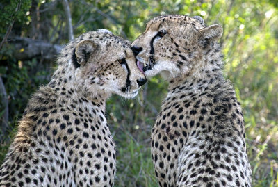 Cheetah Brothers