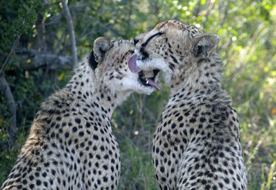 Cheetah Brothers