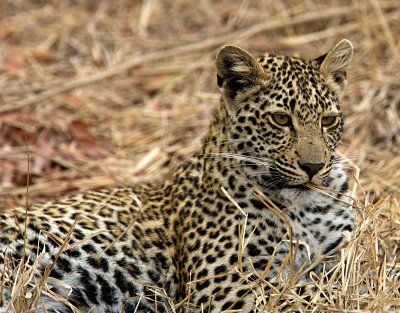 Leopard Cub