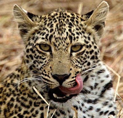 Leopard cub face - Metsi