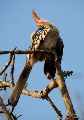 Red Billed Hornbill