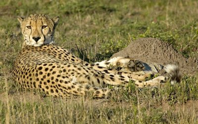 Cheetah