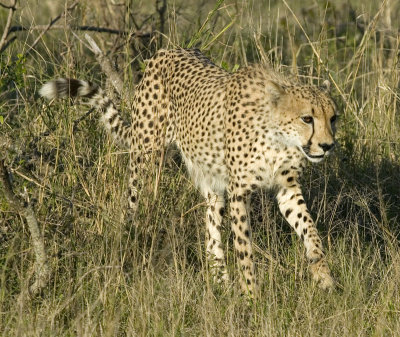 Cheetah
