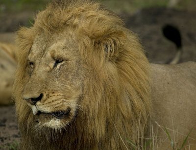 Male Lion