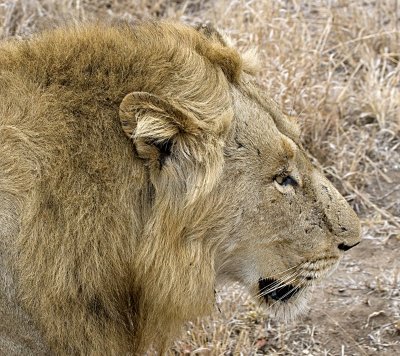 Male Lion Profile