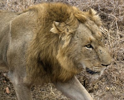 Male Lion Profile
