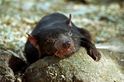 Tasmanian Devil