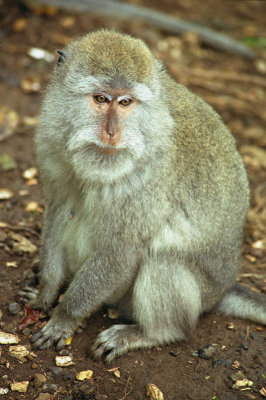 Macaque