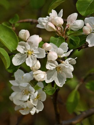 Pear Blossoms