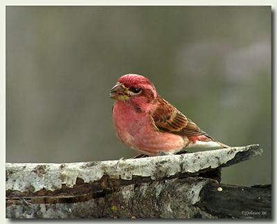 Purple Finch