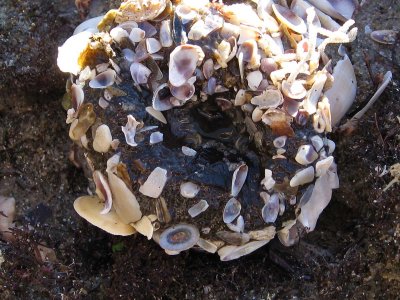 Anemone + shells