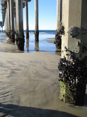 Barnacles on the pier