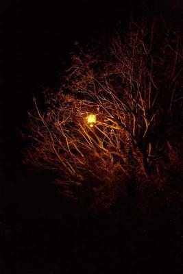 street lamp in tree