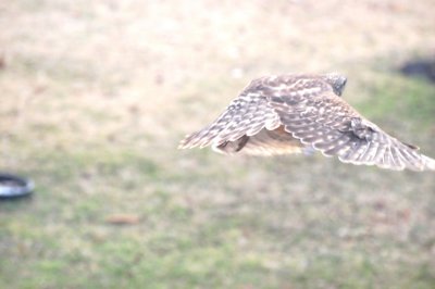 DSC_7003.jpg