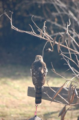 DSC_7028.jpg