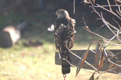 DSC_7038.jpg