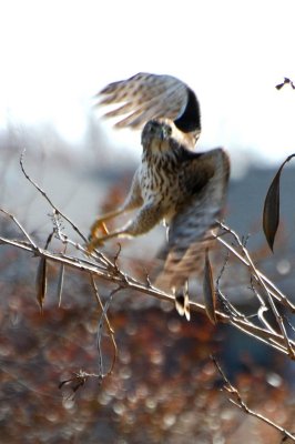 DSC_7044.jpg