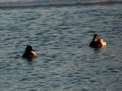 DSC_6278.jpg