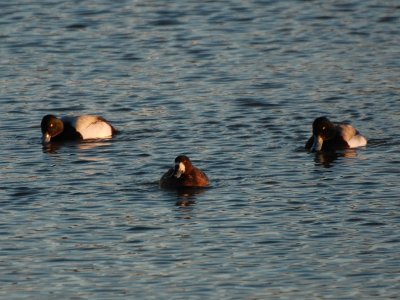 DSC_6281.jpg