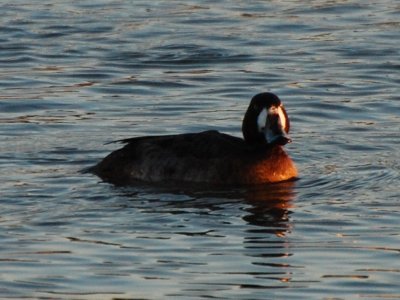 DSC_6312.jpg