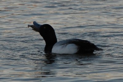 Scaup Issues