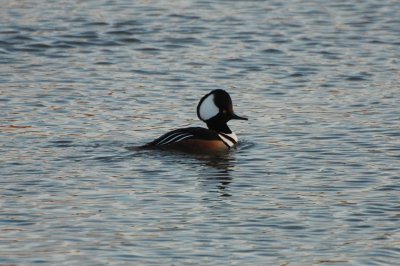 DSC_6316.jpg
