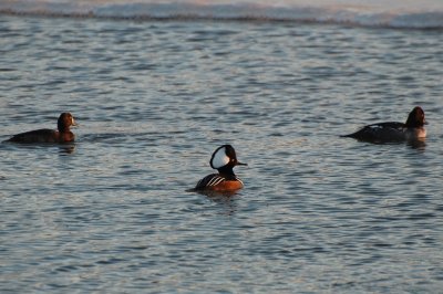 DSC_6317.jpg