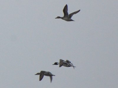 Northern Pintails_8024b