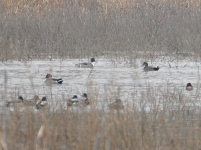 Northern Pintail_8040a