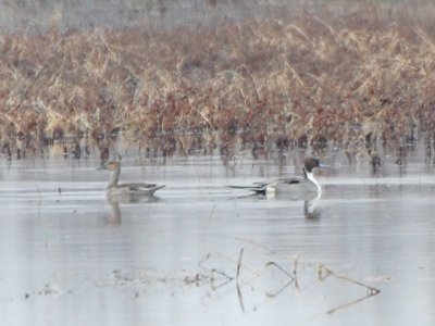 Northern Pintail Pair_8055a