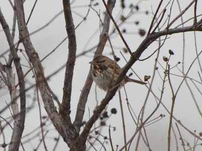 Song Sparrow_8066a