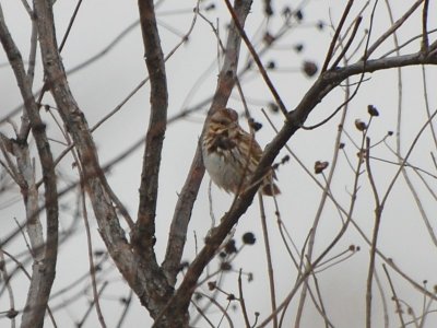 Song Sparrow_8067a