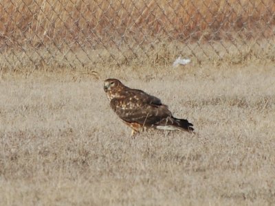 Harrier_7060a.jpg