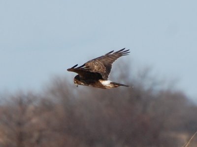 Harrier_7064a.jpg