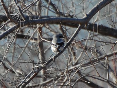 Loggerhead Shrike_7107a.jpg