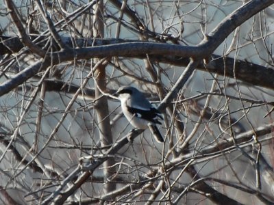Loggerhead Shrike_7113a.jpg