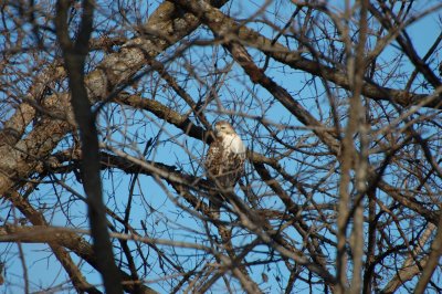 Young Red-Tail Hawk #2_7124.jpg