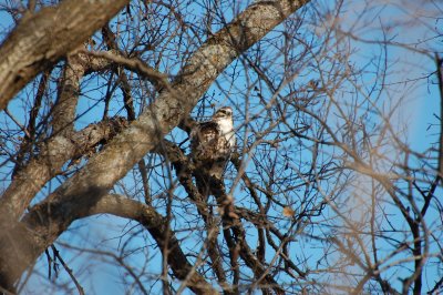 Young Red-Tail Hawk #2_7125.jpg