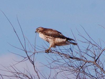 Young Red-Tail Hawk #2_7133a.jpg
