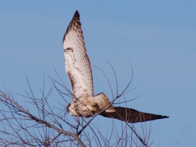 Young Red-Tail Hawk #2_7135a.jpg