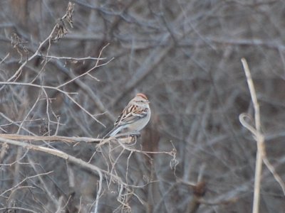 Tree Sparrow_7145a.jpg